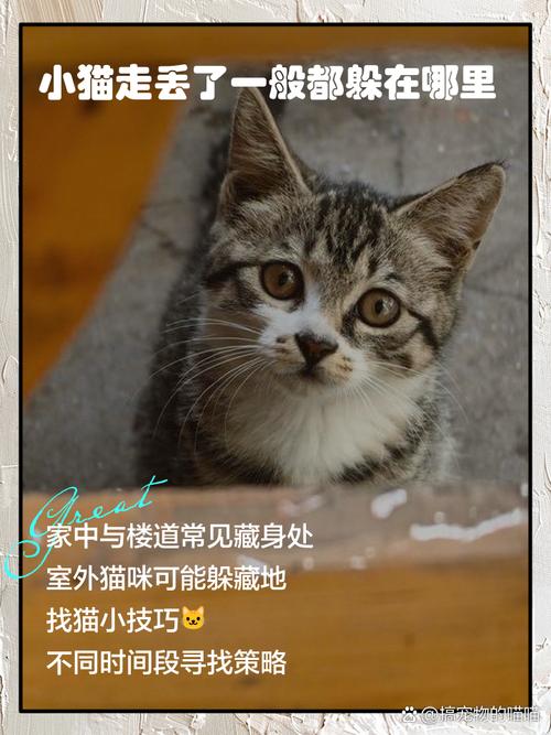 猫咪走丢了一般会在哪,民间传说猫丢了预示着什么-第3张图片-后鲨宠物 猫咪走丢了一般会在哪,民间传说猫丢了预示着什么-第3张图片-后鲨宠物
