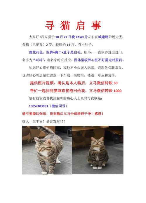 猫咪走丢了一般会在哪,民间传说猫丢了预示着什么-第5张图片-后鲨宠物 猫咪走丢了一般会在哪,民间传说猫丢了预示着什么-第5张图片-后鲨宠物