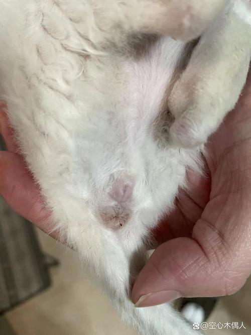 怎么看猫咪性别,怎么看猫咪的性别-第2张图片-后鲨宠物 怎么看猫咪性别,怎么看猫咪的性别-第2张图片-后鲨宠物