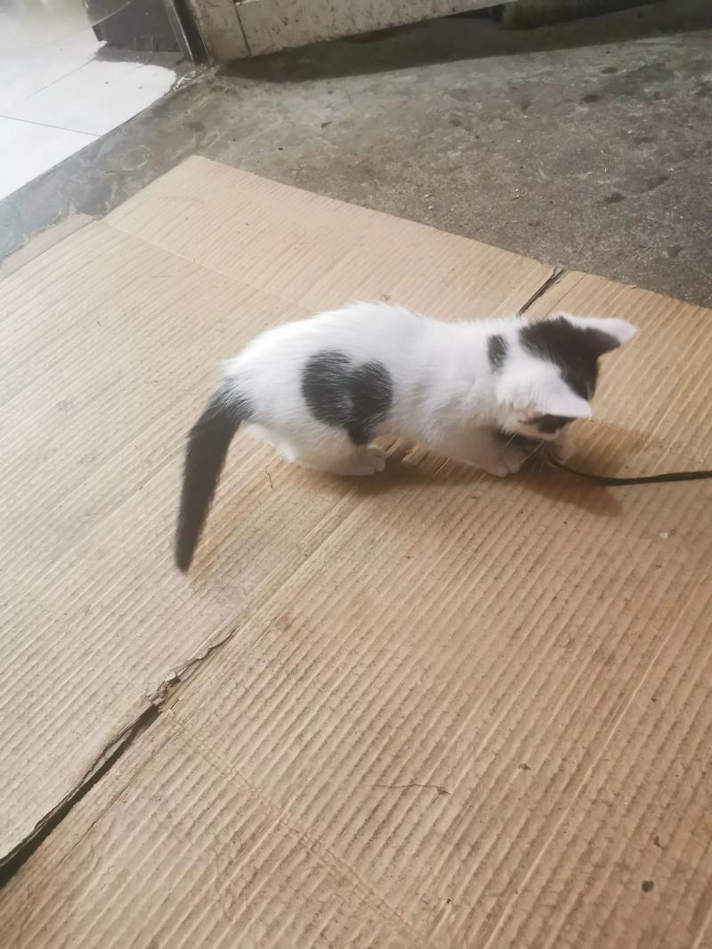 猫咪领养合同协议书范本_猫咪领养合同协议书范本 标准版-第5张图片-后鲨宠物 猫咪领养合同协议书范本_猫咪领养合同协议书范本 标准版-第5张图片-后鲨宠物