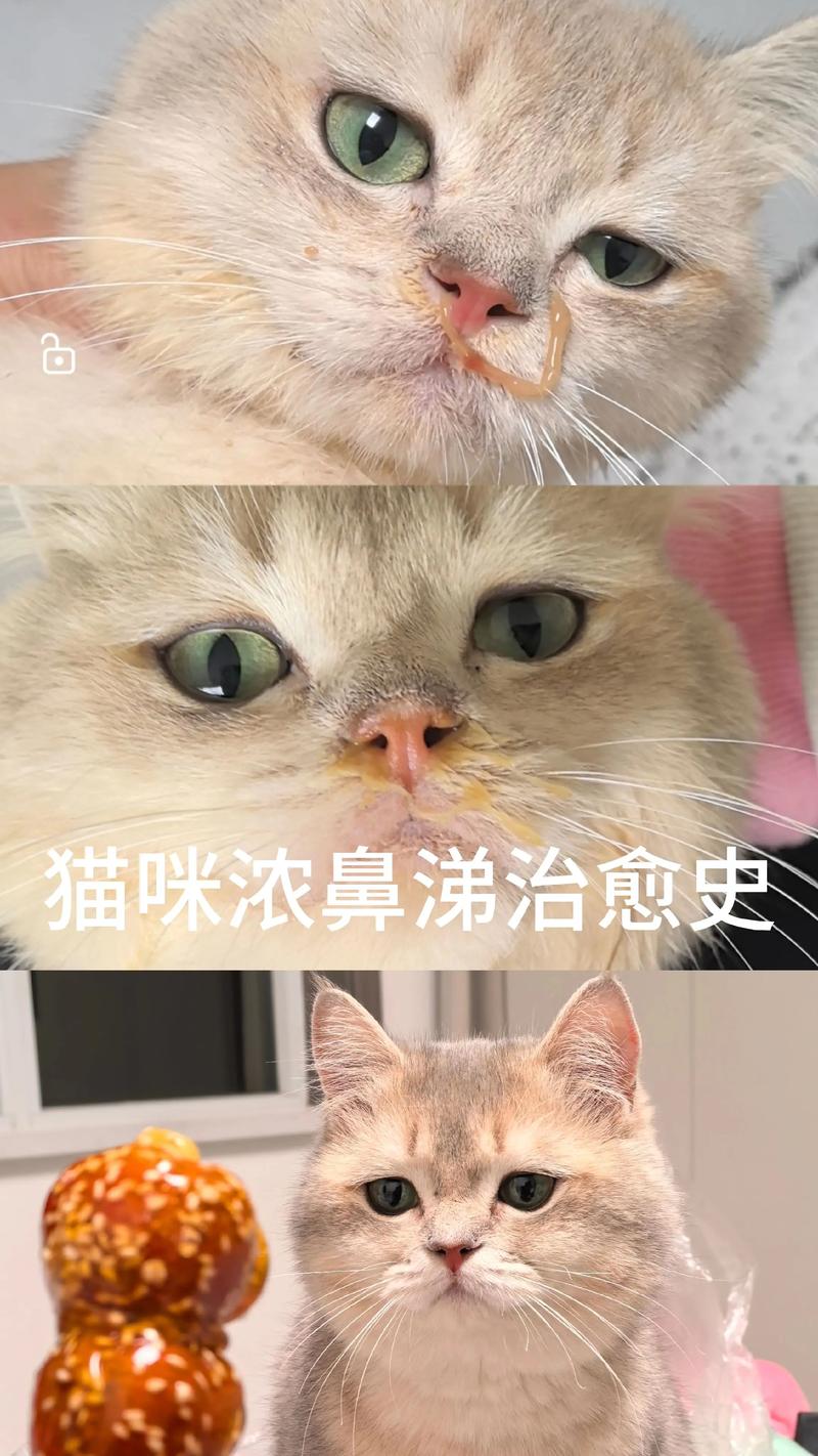 猫咪打针多少钱,猫咪打针费用多少?-第2张图片-后鲨宠物 猫咪打针多少钱,猫咪打针费用多少?-第2张图片-后鲨宠物