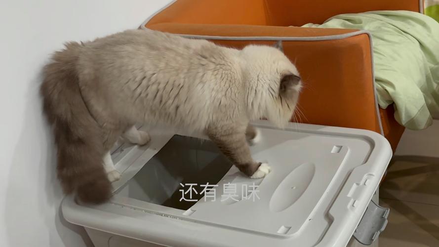 猫咪为什么会埋屎_猫咪为什么会埋屎埋尿