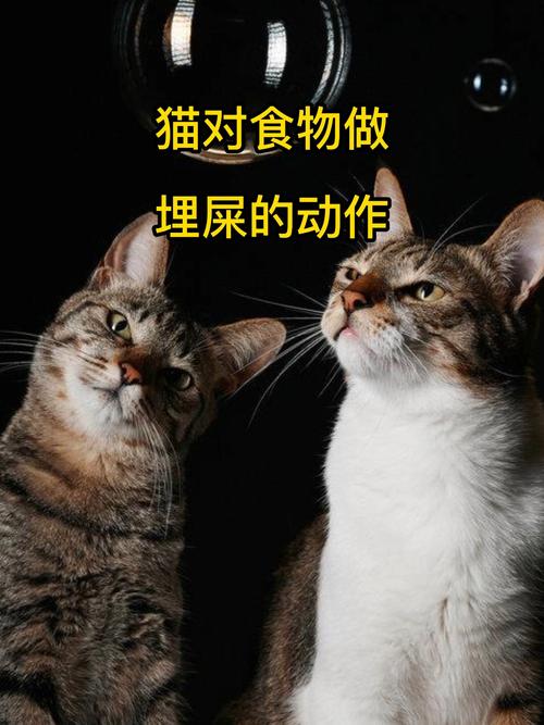 猫咪为什么会埋屎_猫咪为什么会埋屎埋尿-第3张图片-后鲨宠物