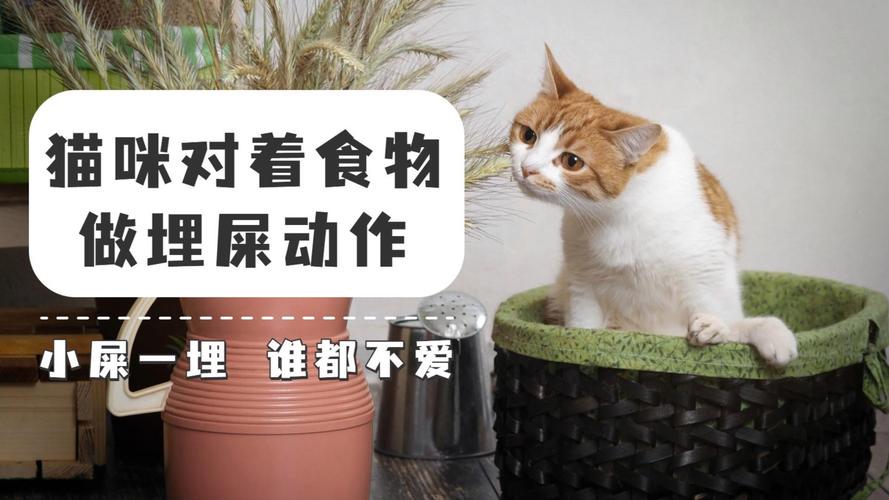 猫咪为什么会埋屎_猫咪为什么会埋屎埋尿-第4张图片-后鲨宠物