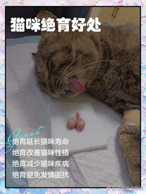 猫咪绝育有什么好处_猫咪绝育有什么好处和坏处