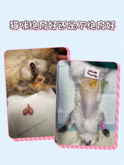 猫咪绝育有什么好处_猫咪绝育有什么好处和坏处-第5张图片-后鲨宠物 猫咪绝育有什么好处_猫咪绝育有什么好处和坏处-第5张图片-后鲨宠物