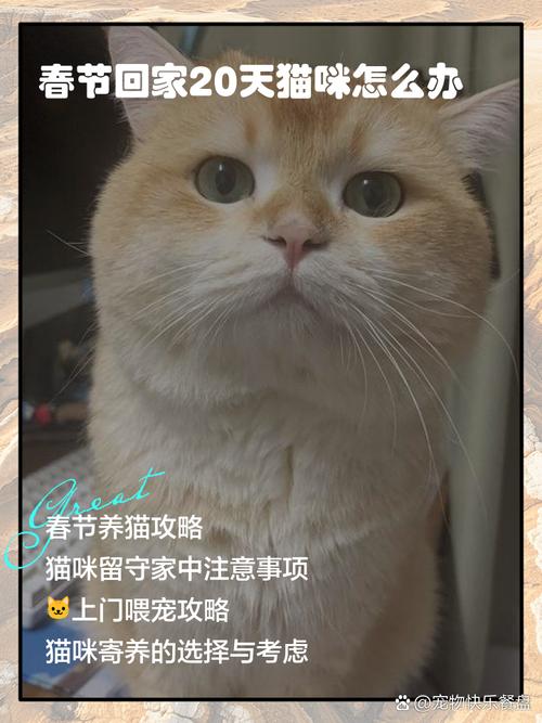 过年猫咪怎么办_过年过节猫咪怎么办
