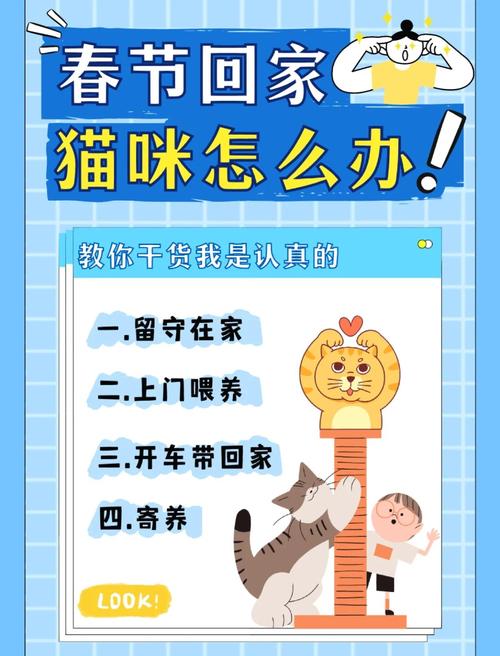 过年猫咪怎么办_过年过节猫咪怎么办-第5张图片-后鲨宠物 过年猫咪怎么办_过年过节猫咪怎么办-第5张图片-后鲨宠物