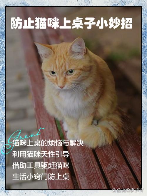 如何阻止猫咪上桌子，防止猫咪上桌子小妙招