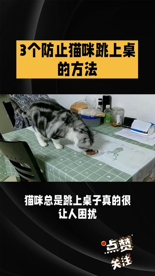 如何阻止猫咪上桌子,防止猫咪上桌子小妙招-第5张图片-后鲨宠物 如何阻止猫咪上桌子,防止猫咪上桌子小妙招-第5张图片-后鲨宠物