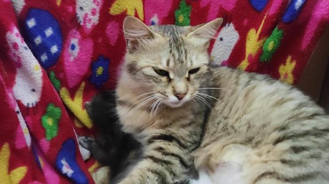 猫咪几个月开始发情_猫咪几个月算成年-第3张图片-后鲨宠物 猫咪几个月开始发情_猫咪几个月算成年-第3张图片-后鲨宠物