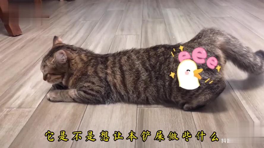 猫咪发情期怎么处理_猫咪发情期会有什么症状-第6张图片-后鲨宠物 猫咪发情期怎么处理_猫咪发情期会有什么症状-第6张图片-后鲨宠物