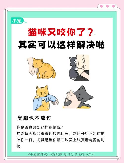 猫咪喜欢咬人怎么办，猫喜欢咬人咋办？-第1张图片-后鲨宠物