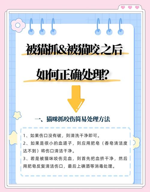 猫咪喜欢咬人怎么办，猫喜欢咬人咋办？-第2张图片-后鲨宠物