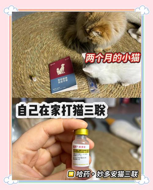 猫咪要不要打疫苗，猫咪用打疫苗吗？