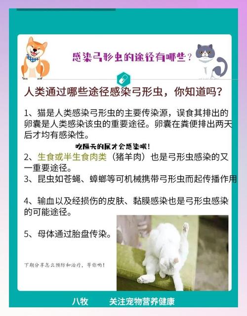 猫咪弓形虫怎么治疗,猫咪弓形虫怎么治疗最快-第2张图片-后鲨宠物 猫咪弓形虫怎么治疗,猫咪弓形虫怎么治疗最快-第2张图片-后鲨宠物
