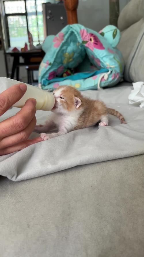 猫咪能不能喝牛奶_猫咪能不能喝牛奶和鸡蛋