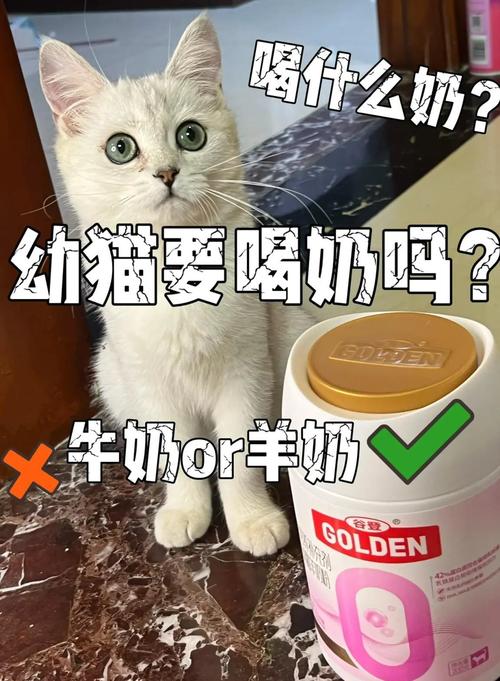 猫咪能不能喝牛奶_猫咪能不能喝牛奶和鸡蛋-第2张图片-后鲨宠物