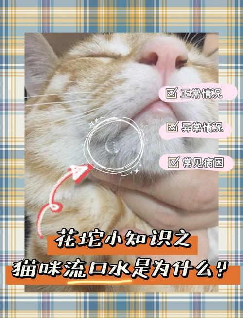 猫咪口臭流口水,猫咪口臭流口水怎么回事?-第1张图片-后鲨宠物 猫咪口臭流口水,猫咪口臭流口水怎么回事?-第1张图片-后鲨宠物