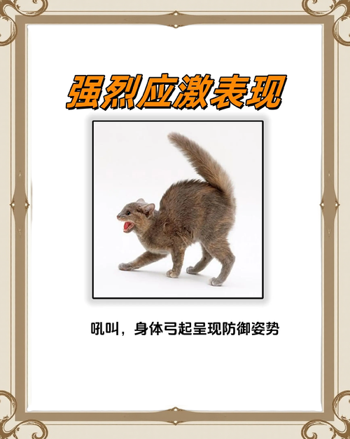 猫咪受到惊吓怎么安抚，猫咪受惊吓了怎么安抚？-第3张图片-后鲨宠物