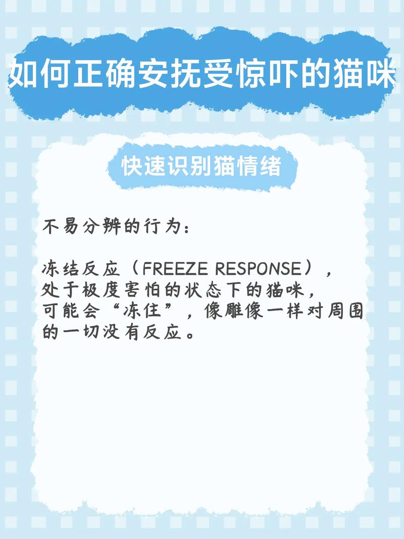 猫咪受到惊吓怎么安抚，猫咪受惊吓了怎么安抚？-第4张图片-后鲨宠物