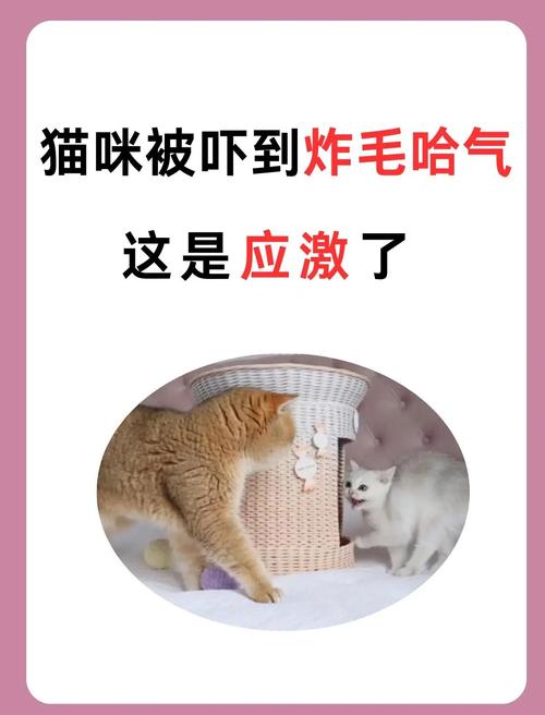 猫咪受到惊吓怎么安抚，猫咪受惊吓了怎么安抚？-第6张图片-后鲨宠物