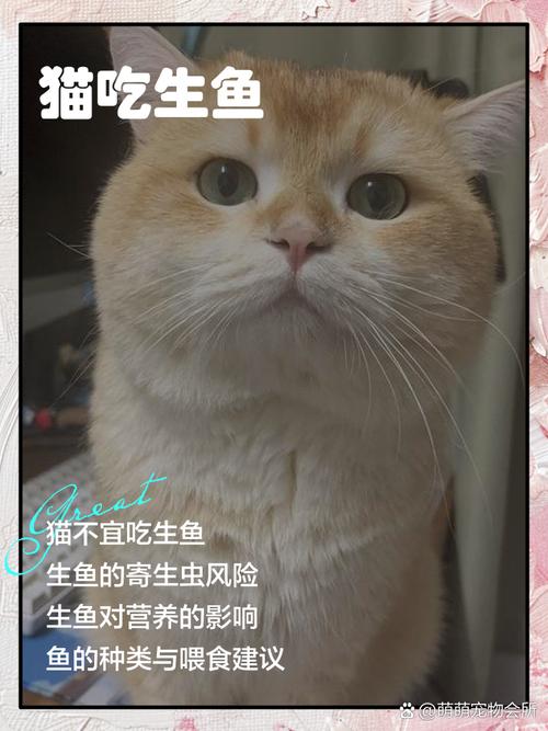 猫咪能吃带鱼吗,猫能吃带鱼吗,会卡住吗?-第1张图片-后鲨宠物 猫咪能吃带鱼吗,猫能吃带鱼吗,会卡住吗?-第1张图片-后鲨宠物