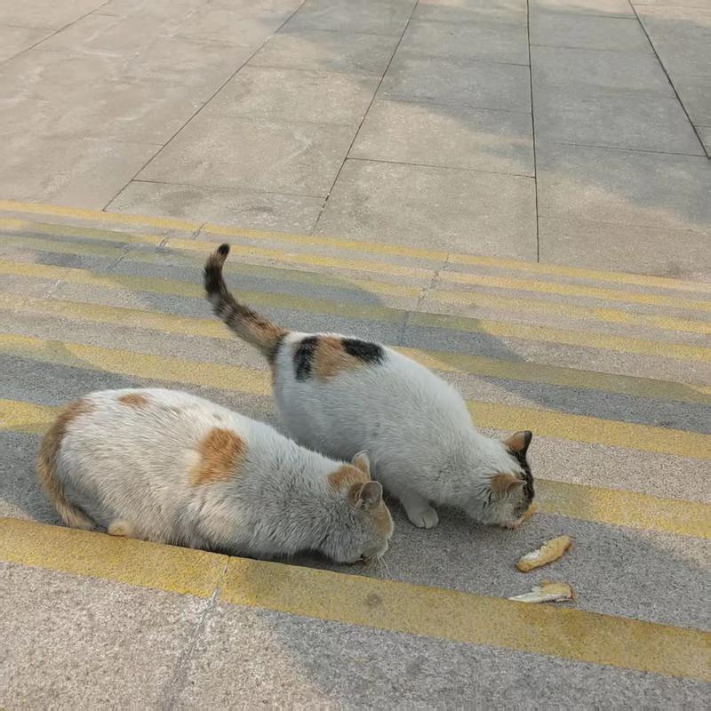 猫咪能吃带鱼吗,猫能吃带鱼吗,会卡住吗?-第2张图片-后鲨宠物 猫咪能吃带鱼吗,猫能吃带鱼吗,会卡住吗?-第2张图片-后鲨宠物
