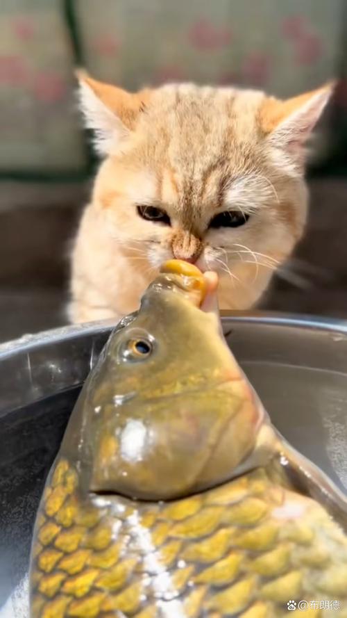 猫咪能吃带鱼吗,猫能吃带鱼吗,会卡住吗?-第3张图片-后鲨宠物 猫咪能吃带鱼吗,猫能吃带鱼吗,会卡住吗?-第3张图片-后鲨宠物