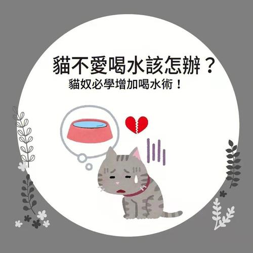 猫咪不喝水怎么办_猫咪不喝水怎么办教你一招搞定-第1张图片-后鲨宠物 猫咪不喝水怎么办_猫咪不喝水怎么办教你一招搞定-第1张图片-后鲨宠物