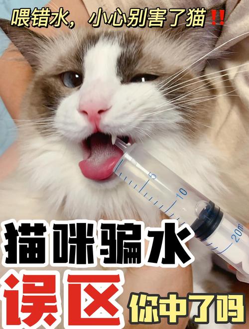 猫咪不喝水怎么办_猫咪不喝水怎么办教你一招搞定-第5张图片-后鲨宠物 猫咪不喝水怎么办_猫咪不喝水怎么办教你一招搞定-第5张图片-后鲨宠物