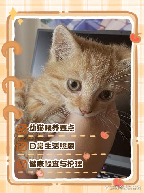 一个月猫咪怎么养_一个月猫咪如何养