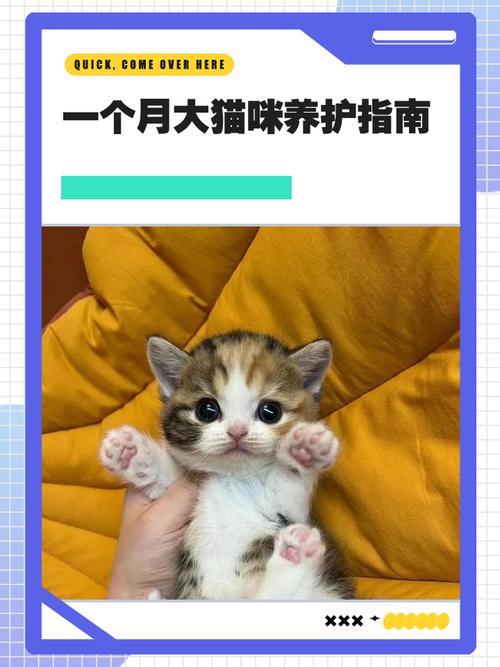 一个月猫咪怎么养_一个月猫咪如何养-第2张图片-后鲨宠物