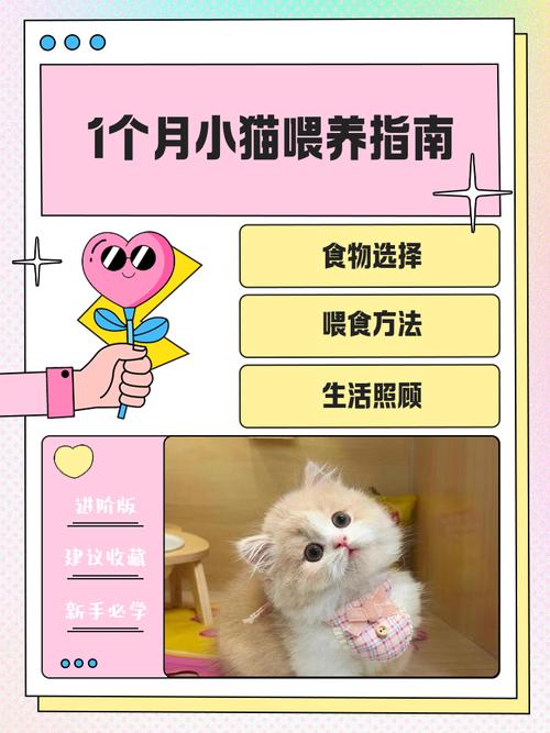 一个月猫咪怎么养_一个月猫咪如何养-第4张图片-后鲨宠物
