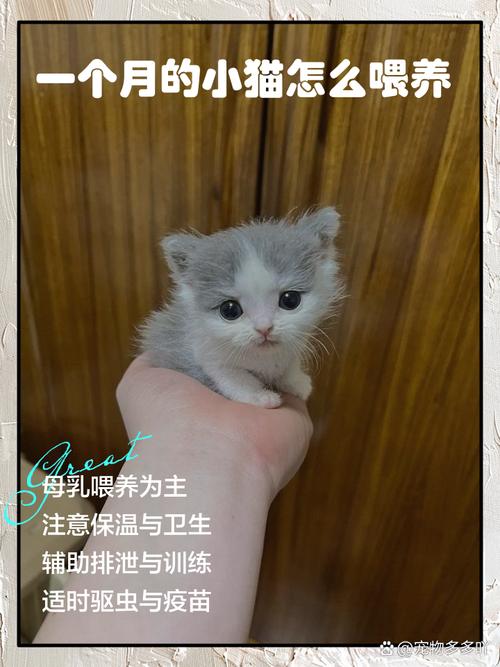 一个月猫咪怎么养_一个月猫咪如何养-第5张图片-后鲨宠物