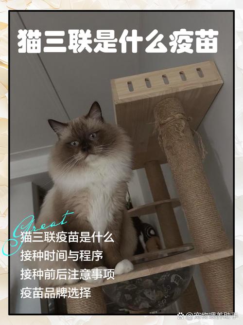 猫咪需要打哪些疫苗,猫咪须要打什么预苗-第1张图片-后鲨宠物 猫咪需要打哪些疫苗,猫咪须要打什么预苗-第1张图片-后鲨宠物