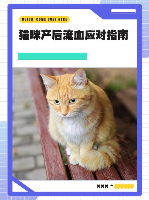 猫咪流产了怎么办,猫咪流产有什么迹象-第1张图片-后鲨宠物 猫咪流产了怎么办,猫咪流产有什么迹象-第1张图片-后鲨宠物