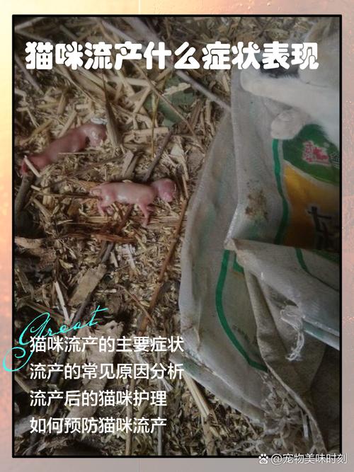 猫咪流产了怎么办,猫咪流产有什么迹象-第2张图片-后鲨宠物 猫咪流产了怎么办,猫咪流产有什么迹象-第2张图片-后鲨宠物