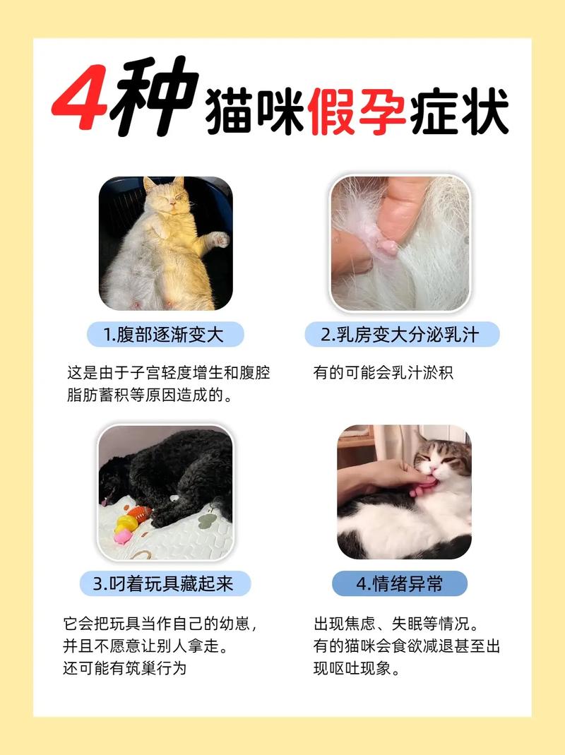 如何看猫咪是否怀孕,如何看猫是否怀孕了-第6张图片-后鲨宠物 如何看猫咪是否怀孕,如何看猫是否怀孕了-第6张图片-后鲨宠物