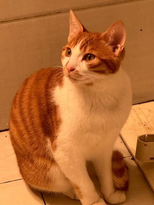 猫咪什么时候发腮,猫咪什么时候发腮 吃什么东西?-第5张图片-后鲨宠物 猫咪什么时候发腮,猫咪什么时候发腮 吃什么东西?-第5张图片-后鲨宠物