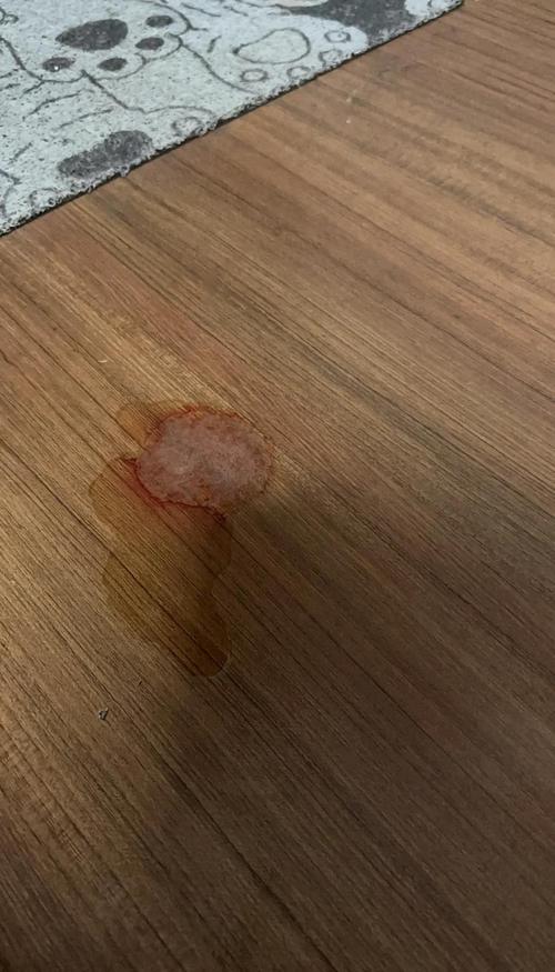 猫咪呕吐带血丝,猫咪呕吐带血丝怎么回事-第3张图片-后鲨宠物 猫咪呕吐带血丝,猫咪呕吐带血丝怎么回事-第3张图片-后鲨宠物