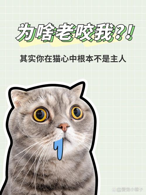 猫咪不喜欢被摸_猫咪不喜欢摸它