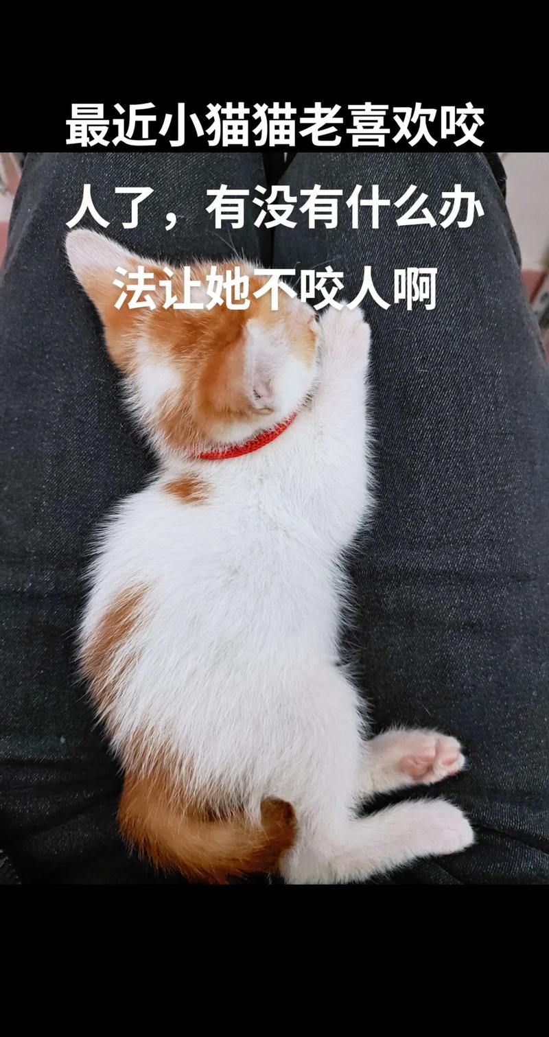 猫咪不喜欢被摸_猫咪不喜欢摸它-第2张图片-后鲨宠物