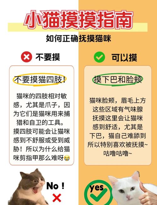 猫咪不喜欢被摸_猫咪不喜欢摸它-第3张图片-后鲨宠物