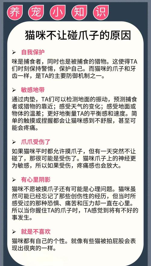 猫咪不喜欢被摸_猫咪不喜欢摸它-第4张图片-后鲨宠物