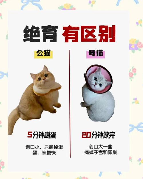 猫咪绝育前后注意事项，猫咪绝育前有什么准备？-第2张图片-后鲨宠物