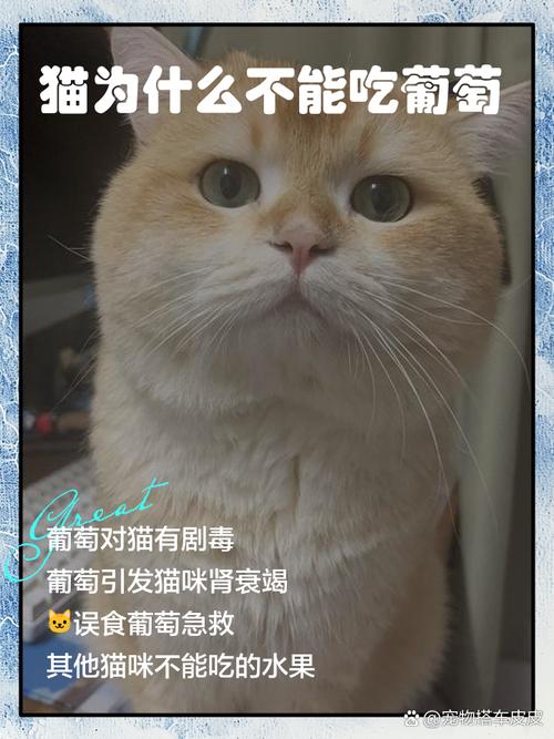 猫咪为什么不能吃葡萄,猫咪不可以吃葡萄吗?-第2张图片-后鲨宠物 猫咪为什么不能吃葡萄,猫咪不可以吃葡萄吗?-第2张图片-后鲨宠物