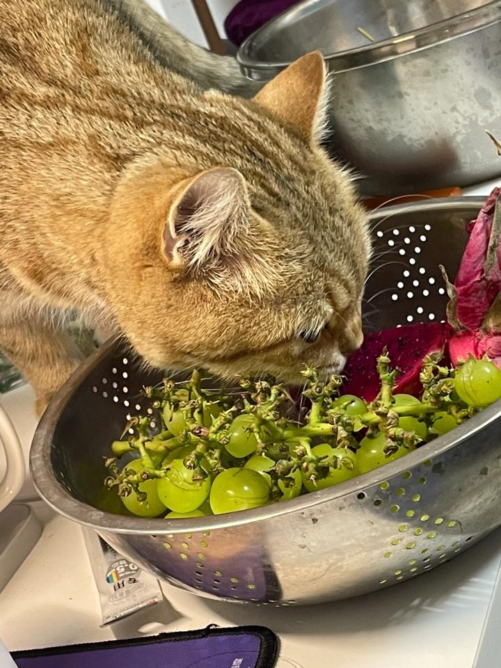 猫咪为什么不能吃葡萄,猫咪不可以吃葡萄吗?-第4张图片-后鲨宠物 猫咪为什么不能吃葡萄,猫咪不可以吃葡萄吗?-第4张图片-后鲨宠物