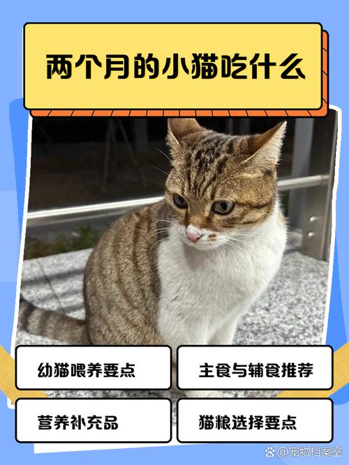 两个月大猫咪吃什么,两个月猫咪吃什么零食?-第2张图片-后鲨宠物 两个月大猫咪吃什么,两个月猫咪吃什么零食?-第2张图片-后鲨宠物