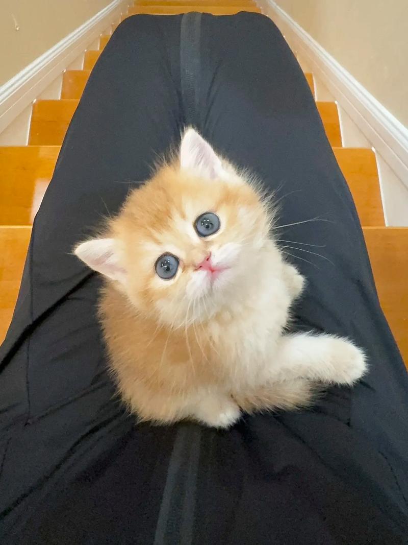 两个月大猫咪吃什么,两个月猫咪吃什么零食?-第5张图片-后鲨宠物 两个月大猫咪吃什么,两个月猫咪吃什么零食?-第5张图片-后鲨宠物